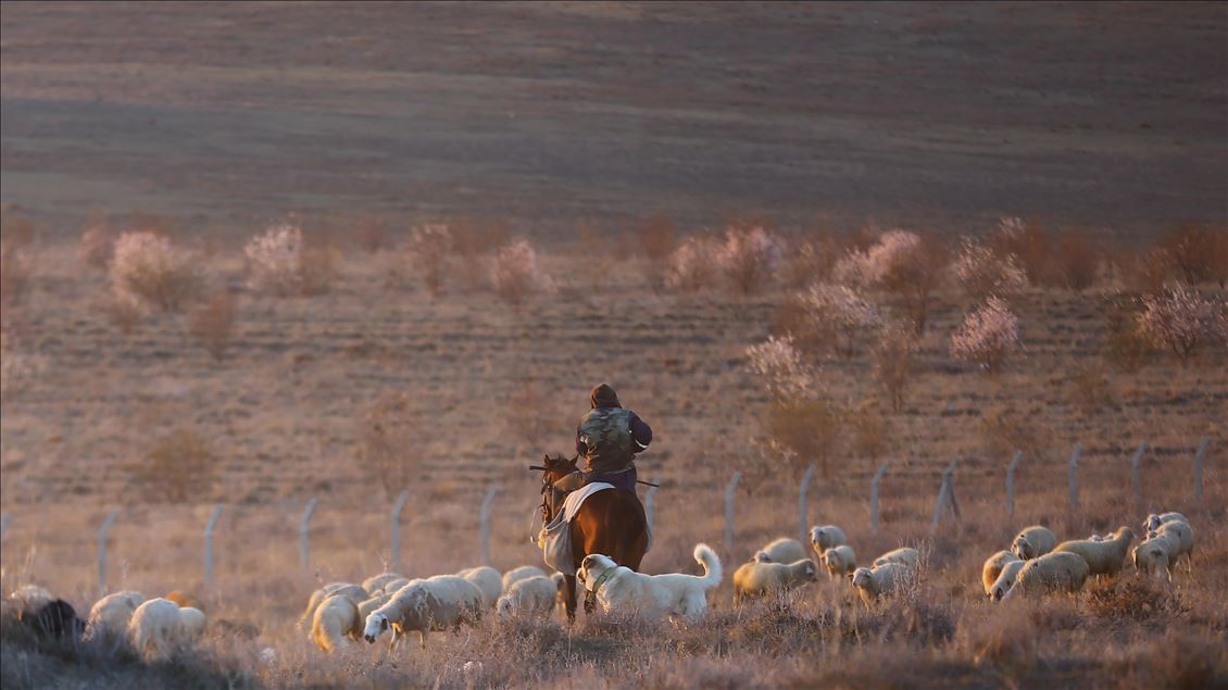 Mounted shepherds in Turkey's Konya