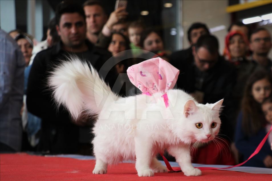 4th Van Cat Beauty Contest