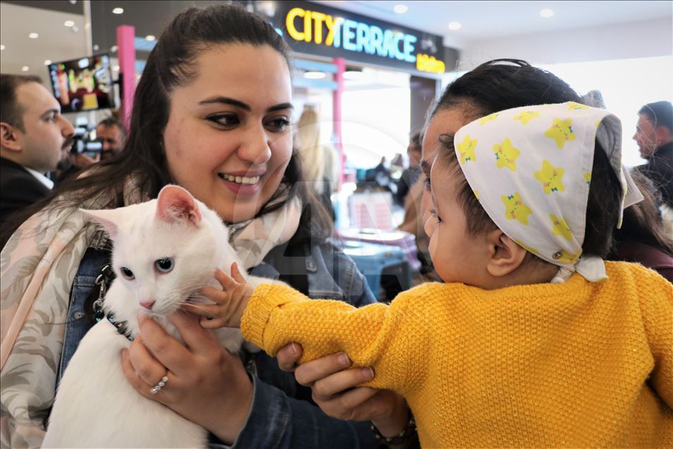 4th Van Cat Beauty Contest