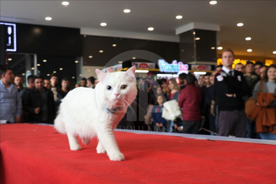 4th Van Cat Beauty Contest