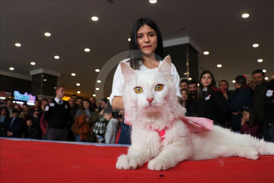 4th Van Cat Beauty Contest