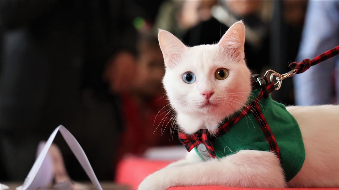 4th Van Cat Beauty Contest