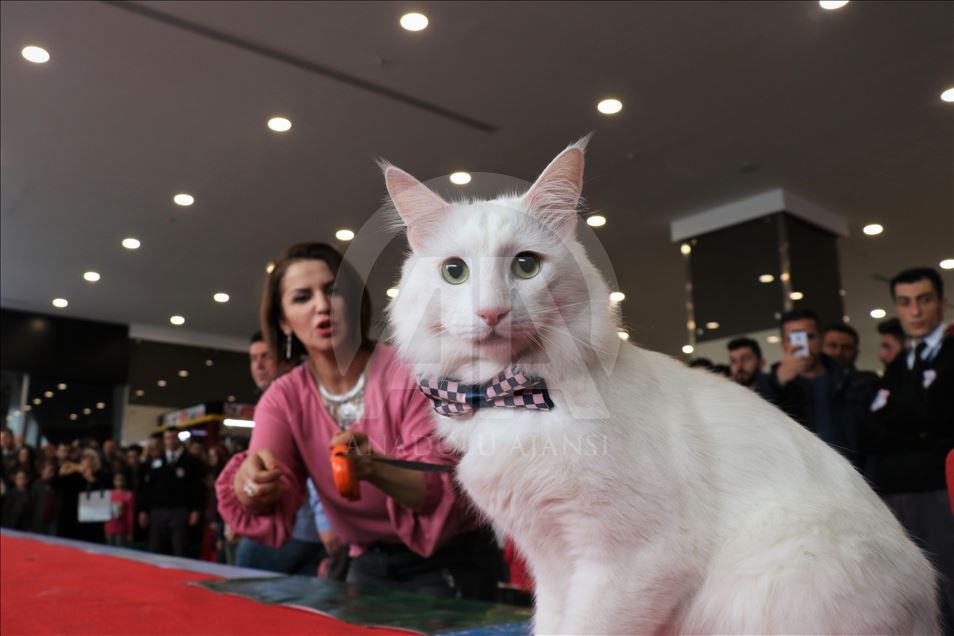 4th Van Cat Beauty Contest - Anadolu Ajansı