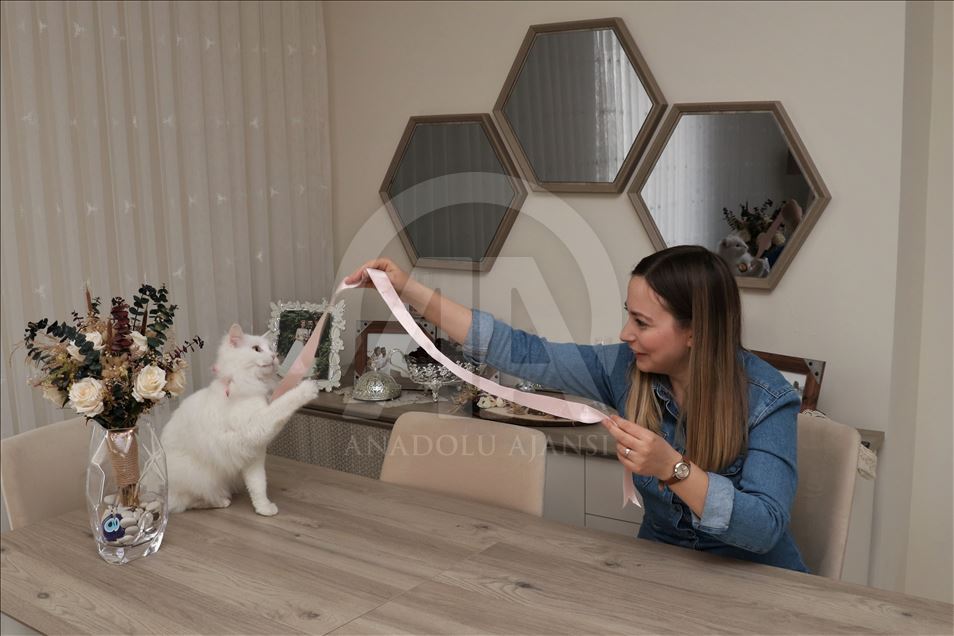 En güzel Van kedisi "Spak"a özel bakım