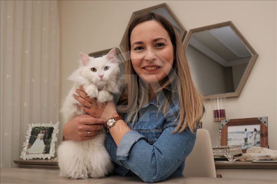 En güzel Van kedisi "Spak"a özel bakım