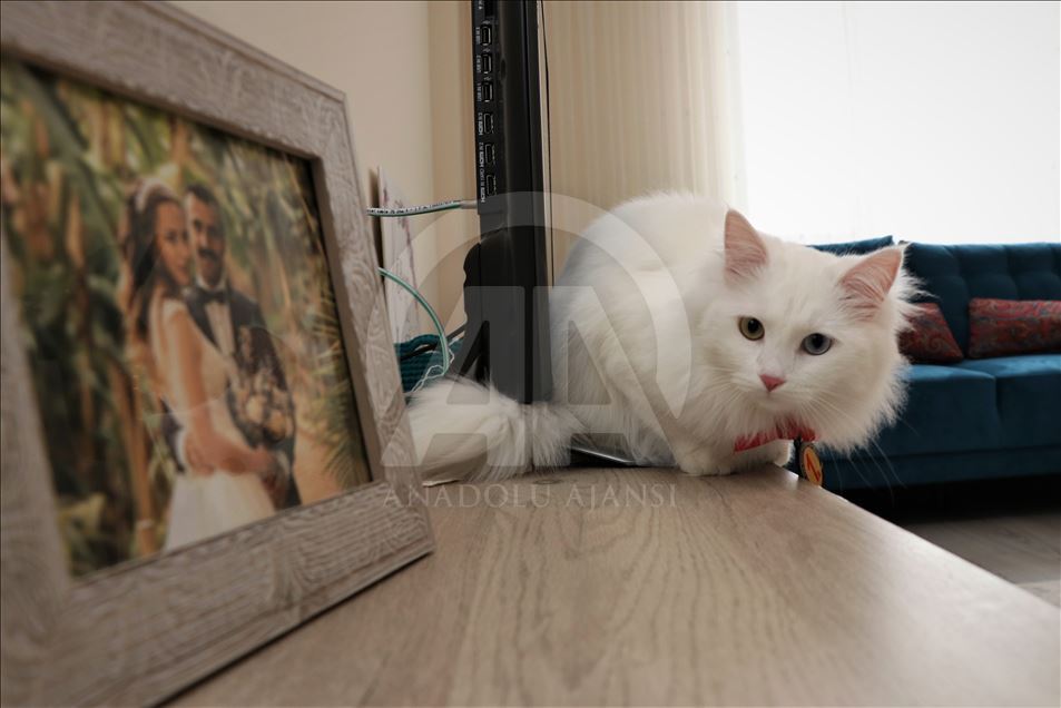 "سباك" ملكة جمال قطط "وان" التركية
