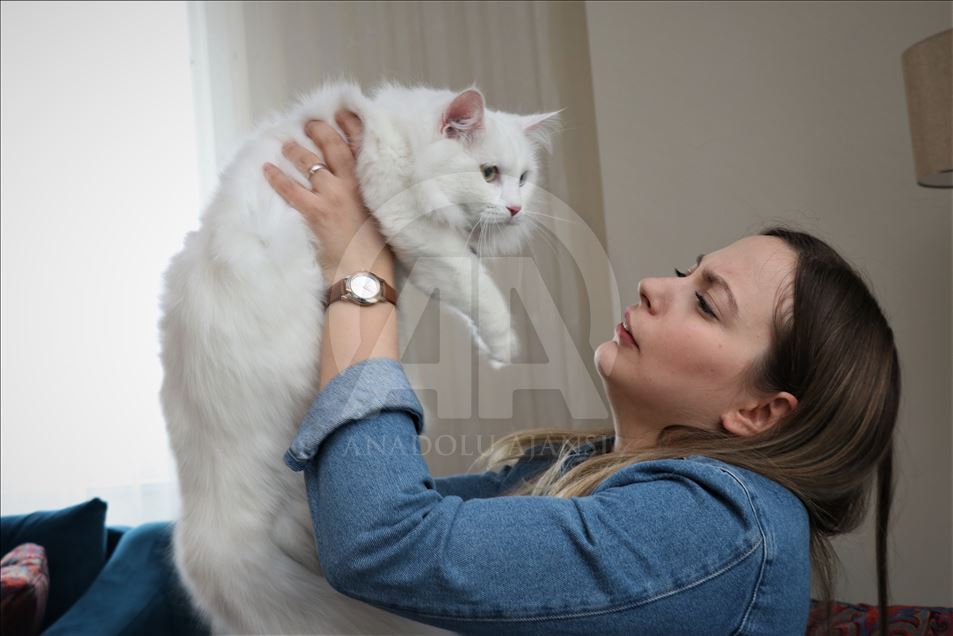 En güzel Van kedisi "Spak"a özel bakım