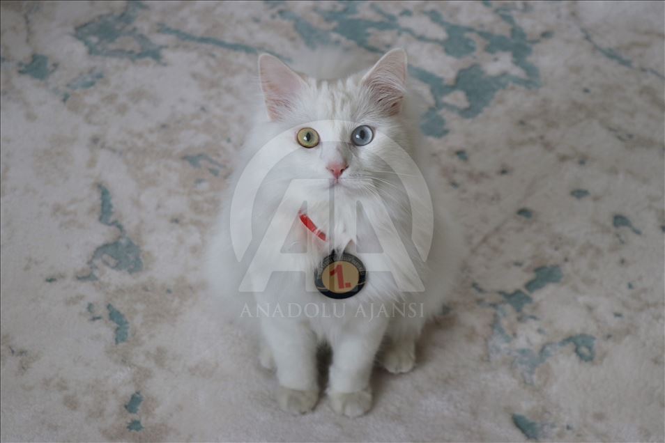 "سباك" ملكة جمال قطط "وان" التركية
