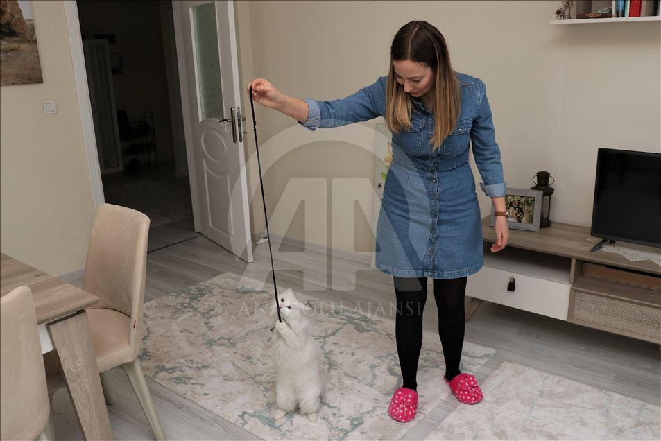 En güzel Van kedisi "Spak"a özel bakım