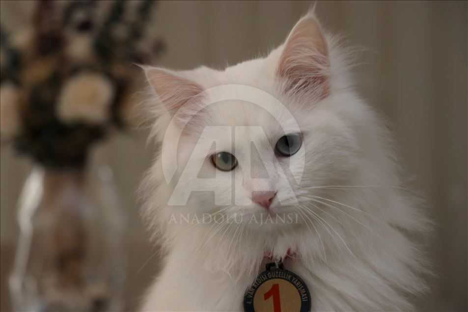 "سباك" ملكة جمال قطط "وان" التركية
