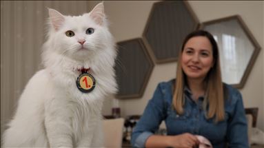 En güzel Van kedisi "Spak"a özel bakım