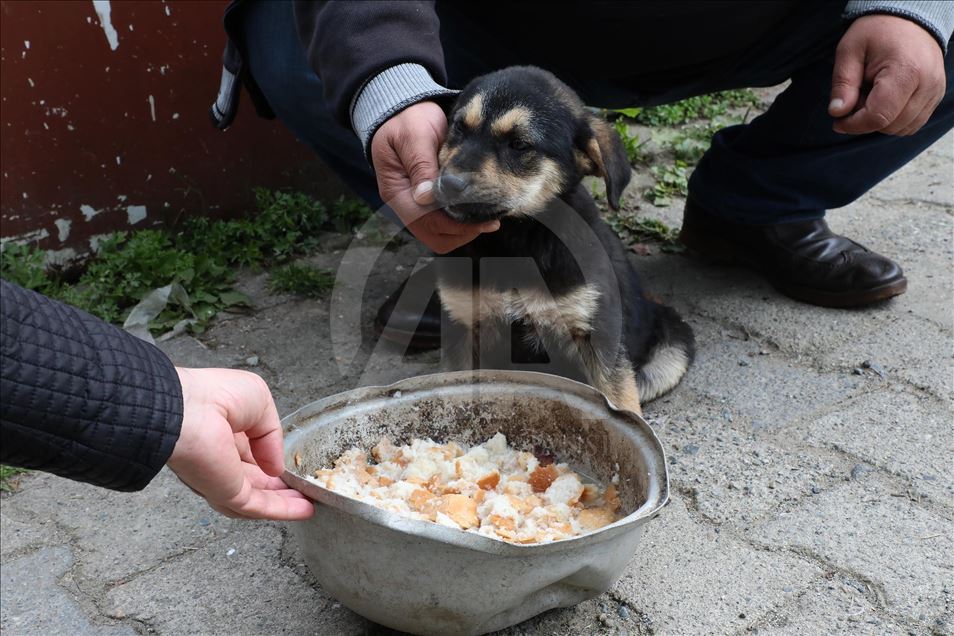 Dog rescued by massage and artificial respiration in Turkey's Rize