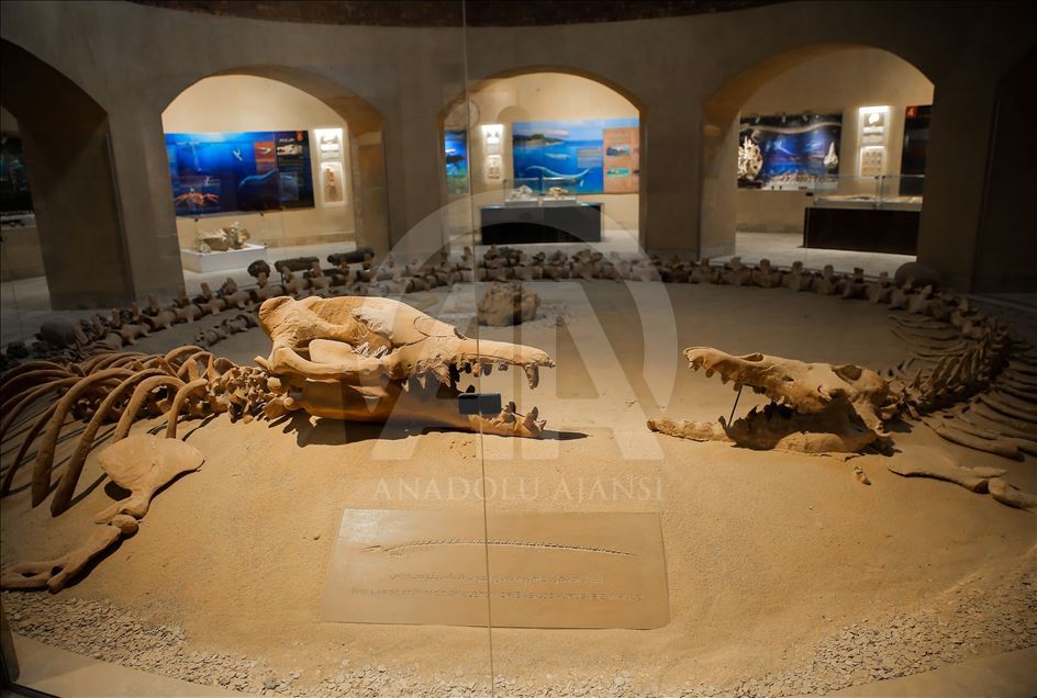 Mısır'daki "Balina Vadisi", eski dönem deniz canlılarına ışık tutuyor
