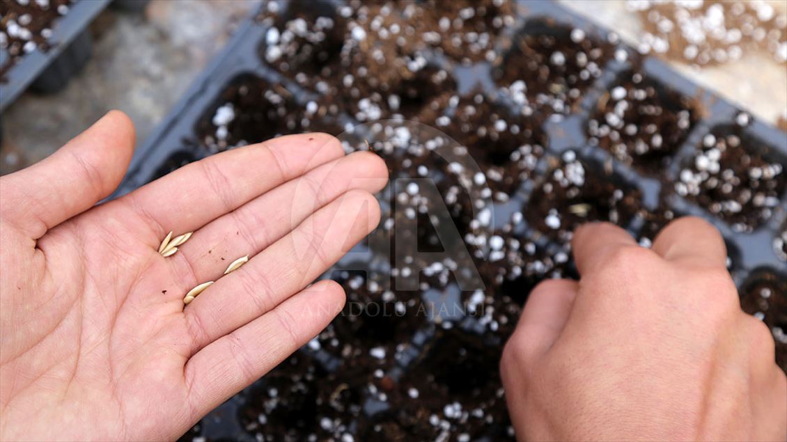 "Ata tohumları" öğrencilerin elinde hayat bulacak