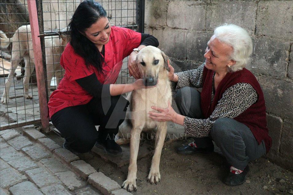 El perro 'Kuyu' vuelve a la vida