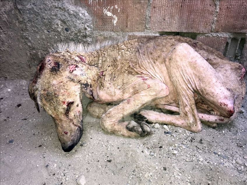 El perro 'Kuyu' vuelve a la vida