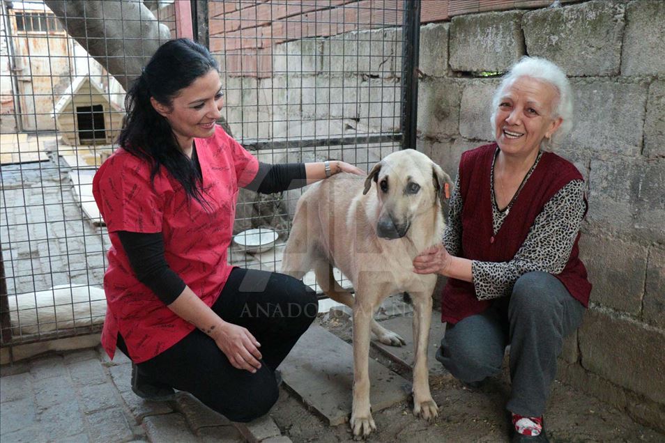 El perro 'Kuyu' vuelve a la vida