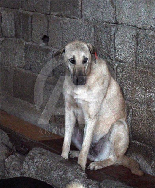 El perro 'Kuyu' vuelve a la vida
