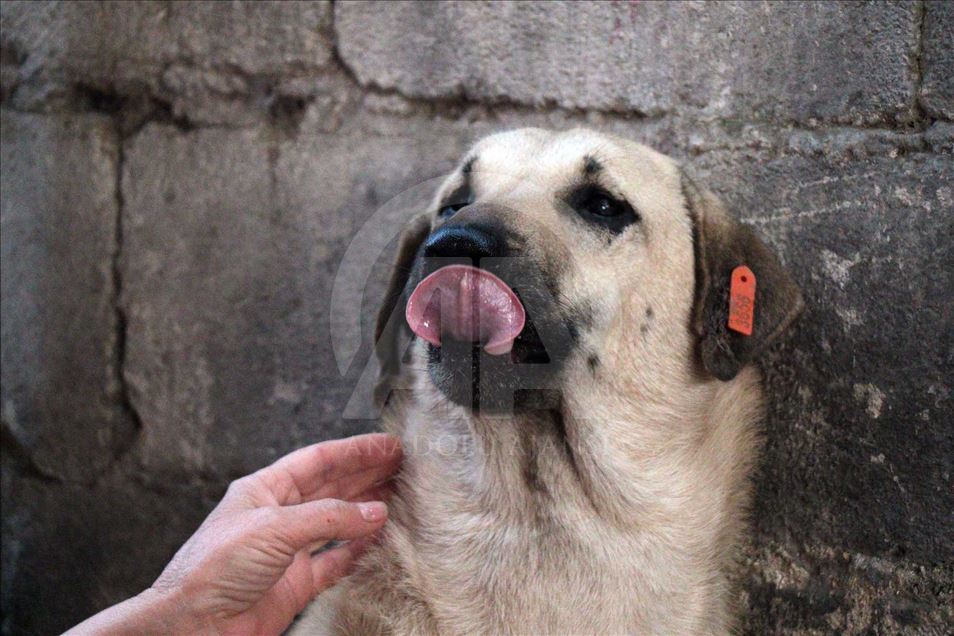 El perro 'Kuyu' vuelve a la vida