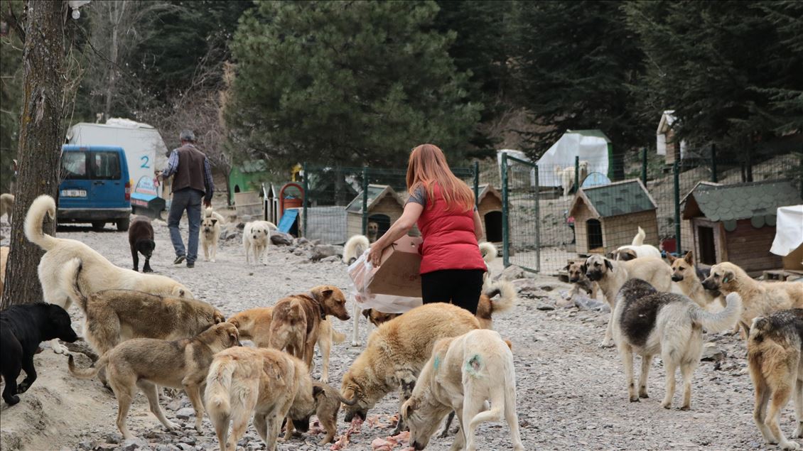 Her Gun 500 Kopegi Besliyorlar