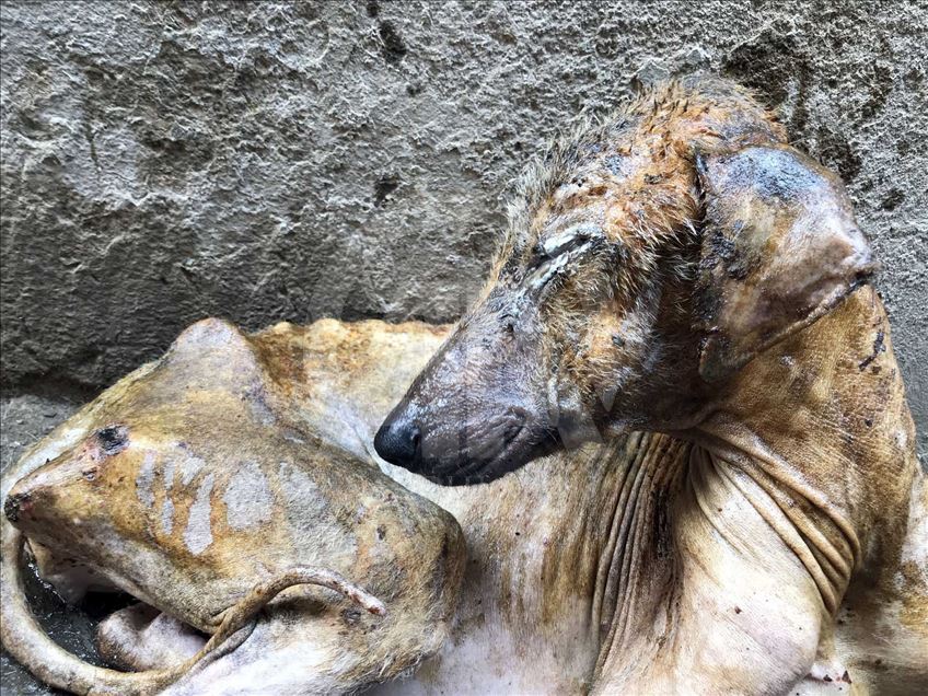 El perro 'Kuyu' vuelve a la vida