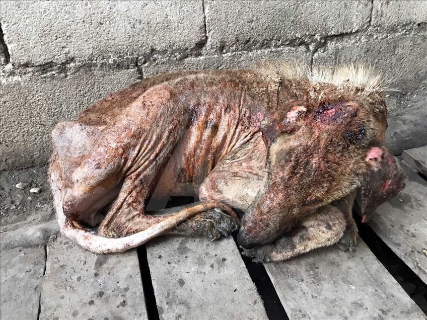El perro 'Kuyu' vuelve a la vida