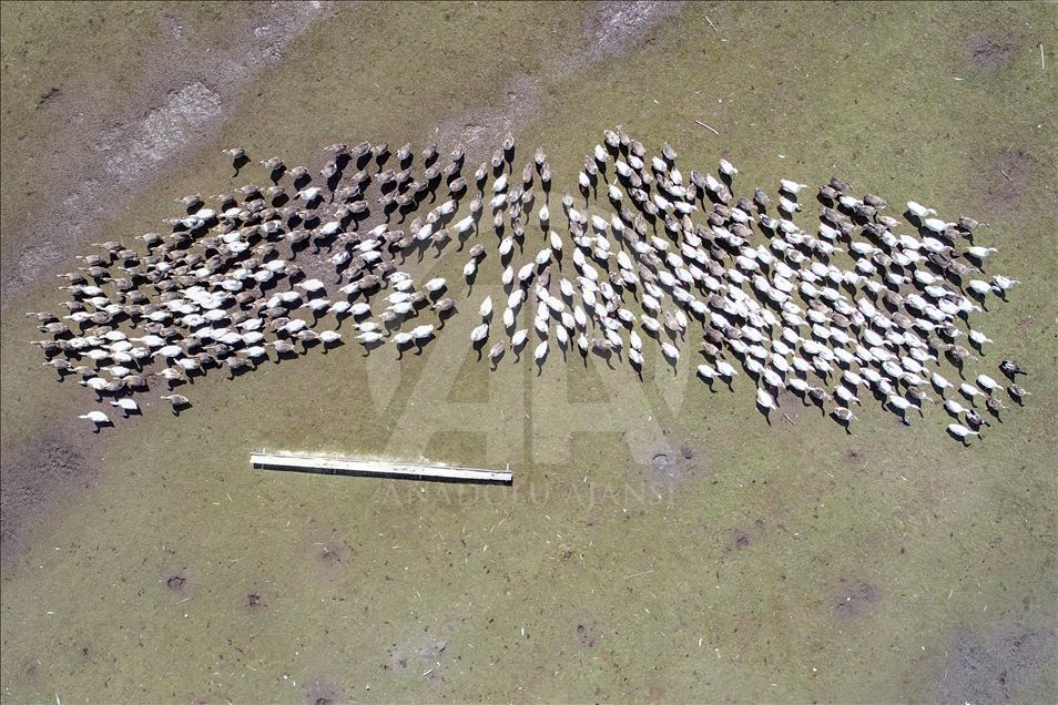 Goose farm in Turkey's Van