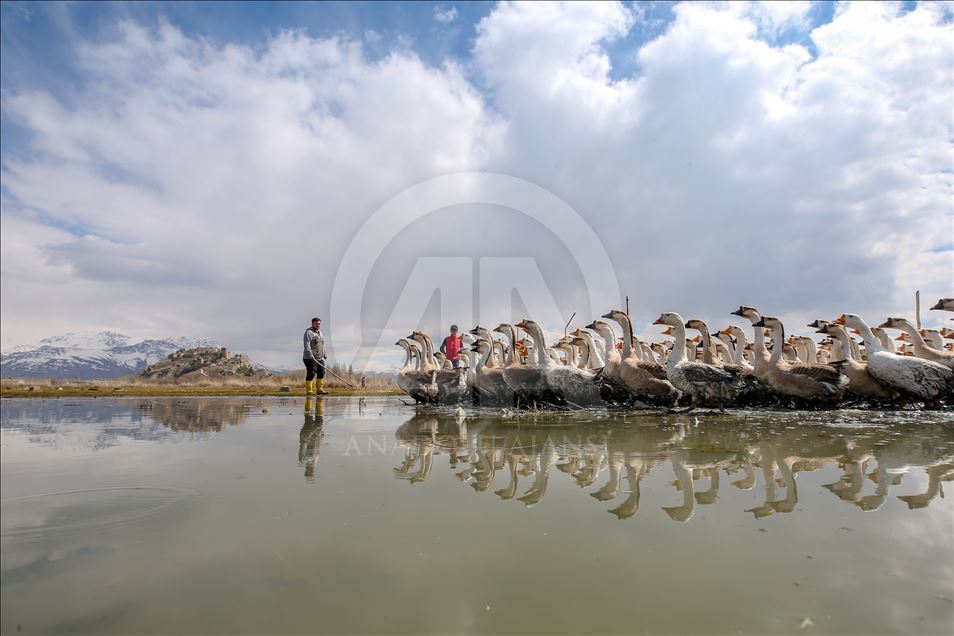Goose farm in Turkey's Van
