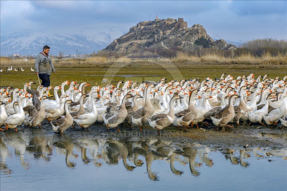 Goose farm in Turkey's Van