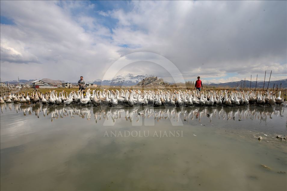 Goose farm in Turkey's Van