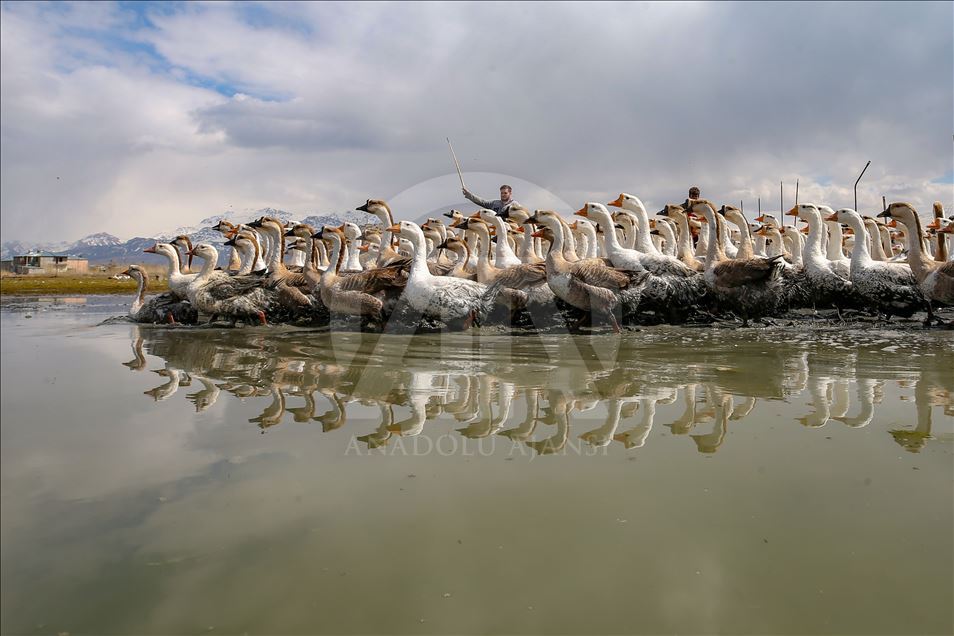 Goose farm in Turkey's Van