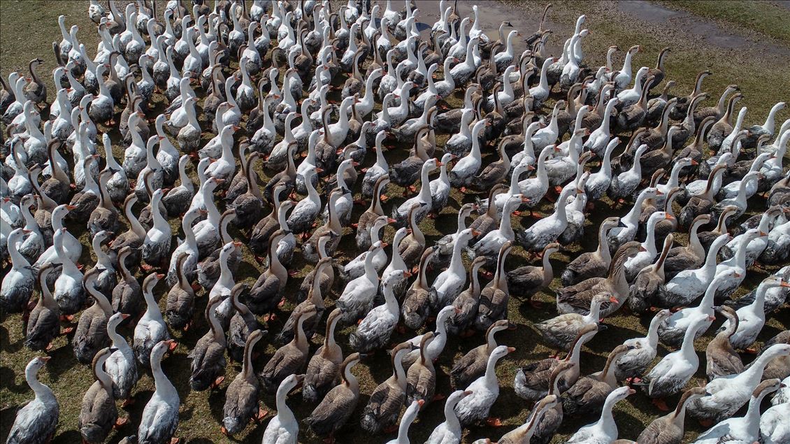 Goose farm in Turkey's Van