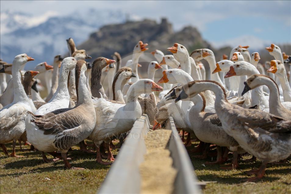 Goose farm in Turkey's Van