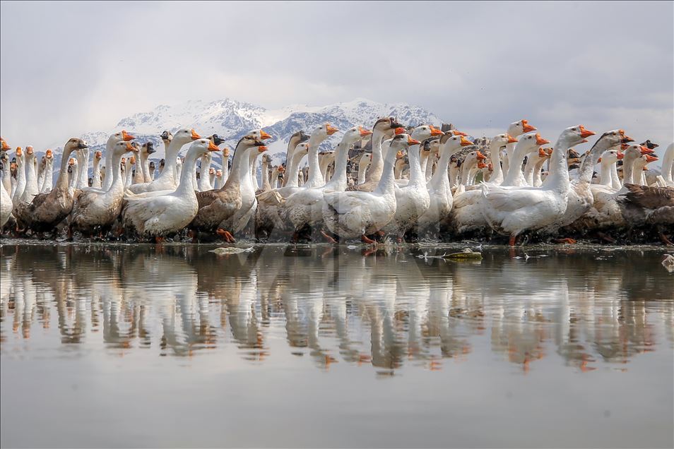 Goose farm in Turkey's Van