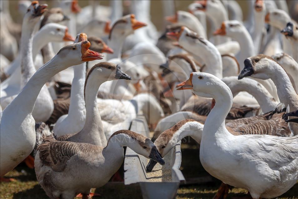 Goose farm in Turkey's Van