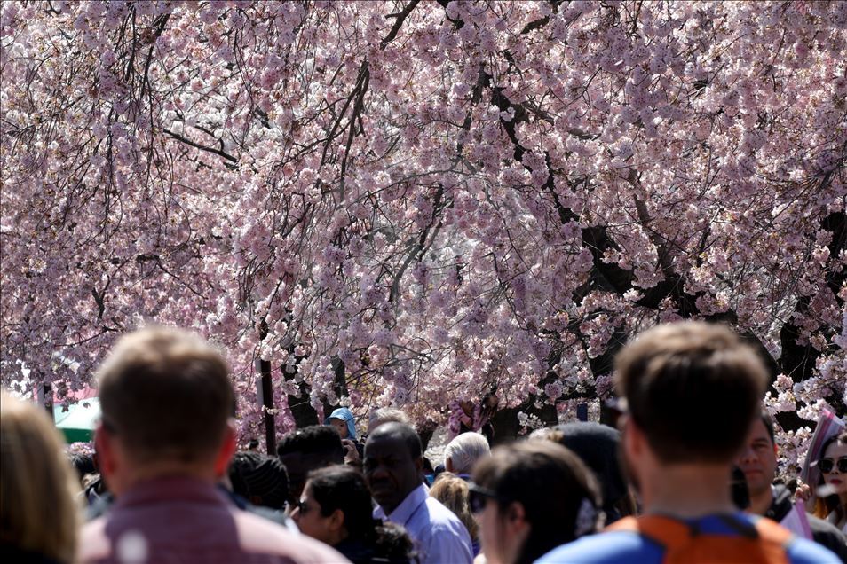 National Cherry Blossom Festival in Washington