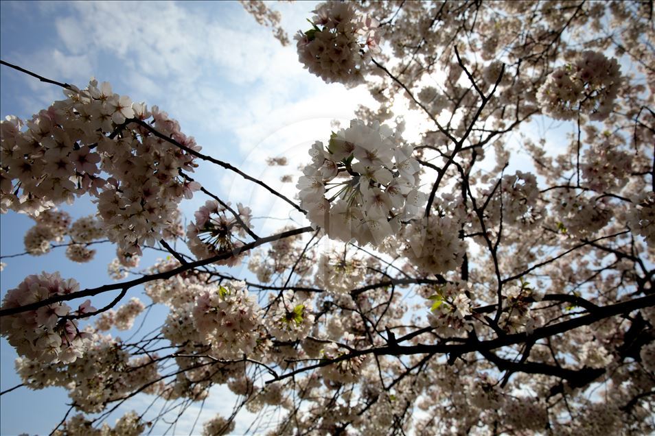 National Cherry Blossom Festival in Washington