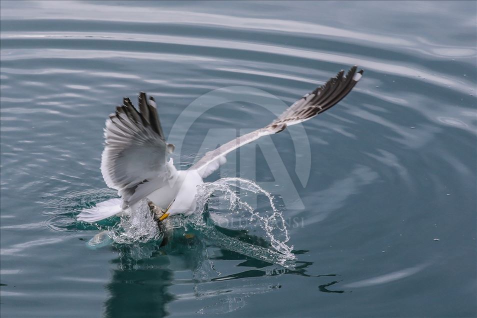 Seagulls in Turkey's Lake Van