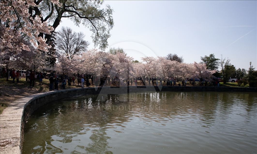 National Cherry Blossom Festival in Washington