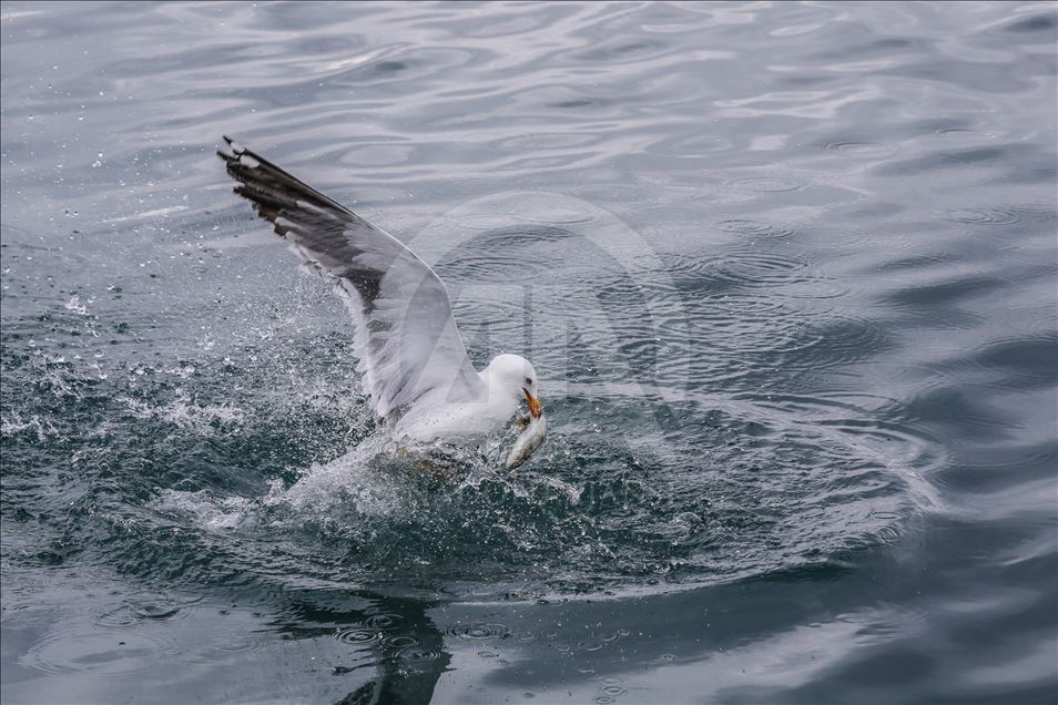 Seagulls in Turkey's Lake Van