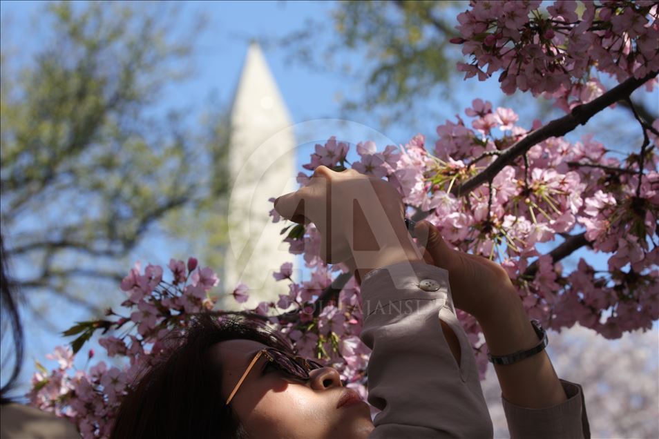 National Cherry Blossom Festival in Washington