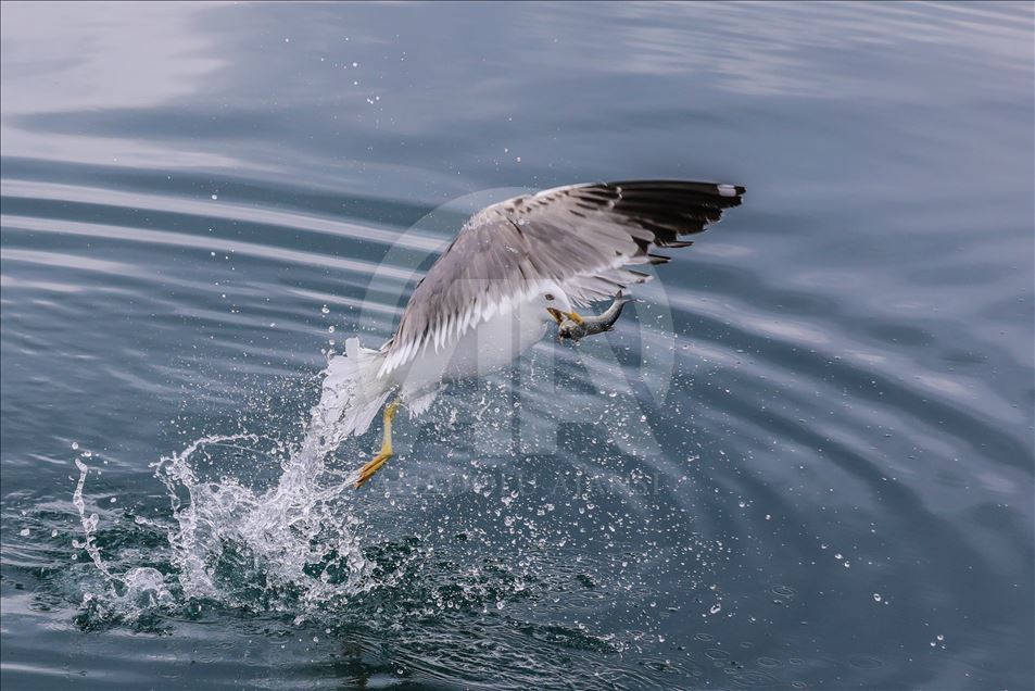Seagulls in Turkey's Lake Van