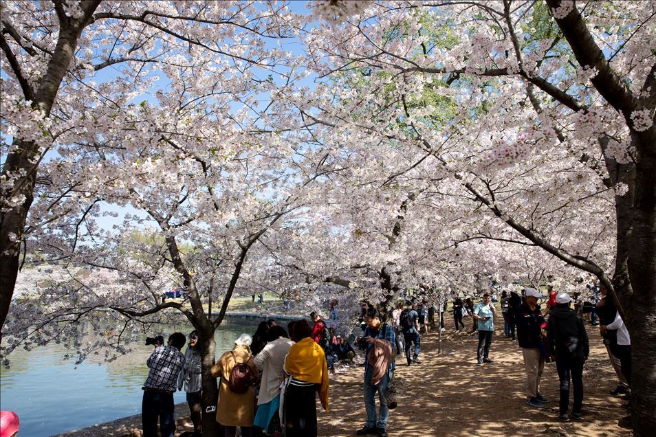 National Cherry Blossom Festival in Washington