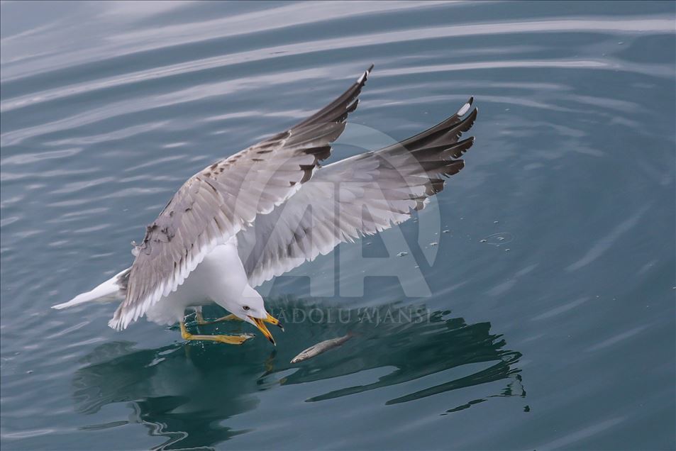 Seagulls in Turkey's Lake Van