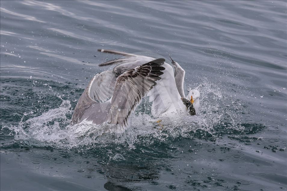 Seagulls in Turkey's Lake Van