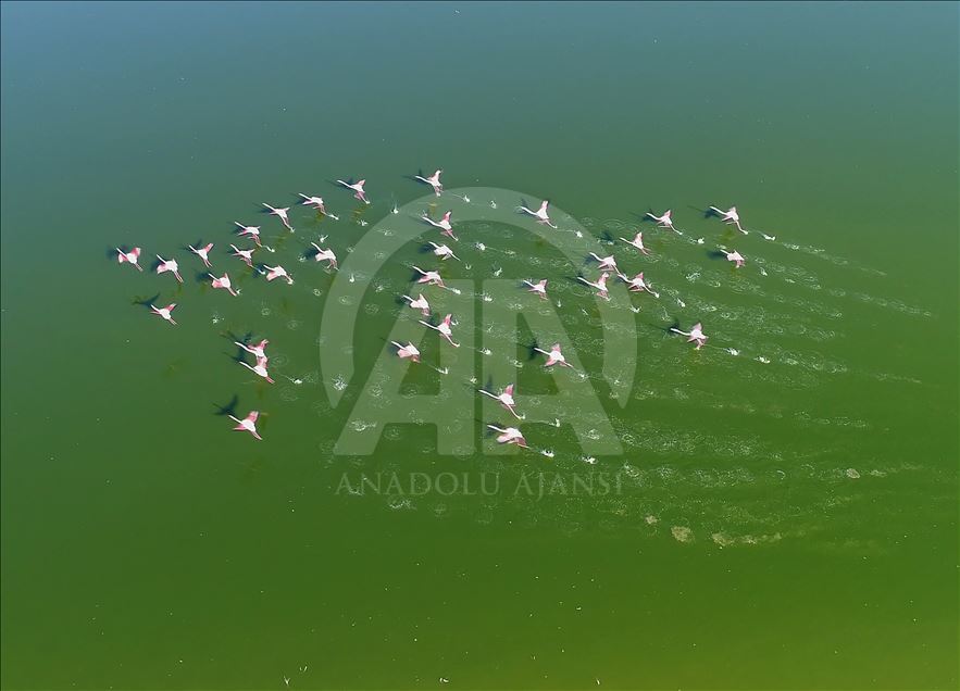 Flamingos at Konya's Akgol