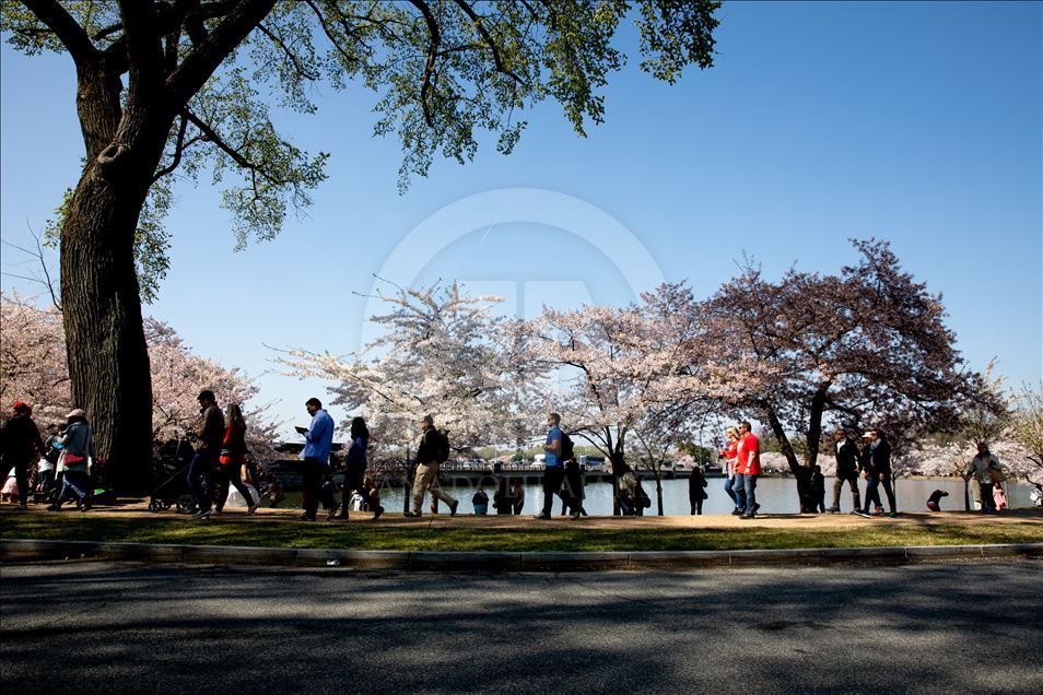 National Cherry Blossom Festival in Washington