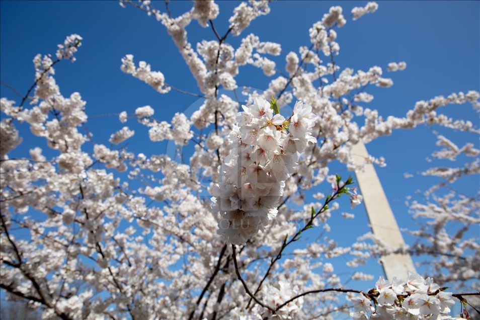 National Cherry Blossom Festival in Washington