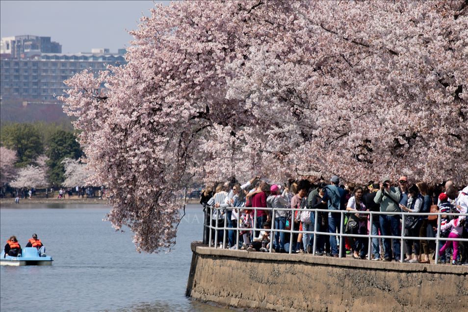 National Cherry Blossom Festival in Washington