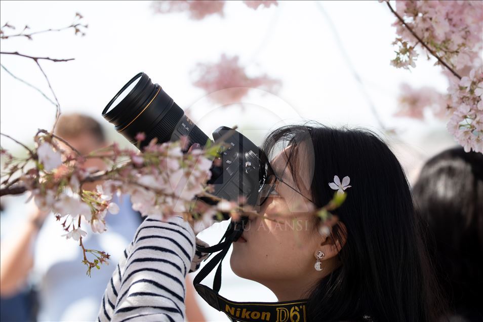 National Cherry Blossom Festival in Washington